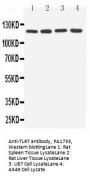 Anti-Toll-like receptor 7 TLR7 Antibody Picoband®