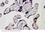 Anti-Toll-like receptor 7 TLR7 Antibody Picoband®