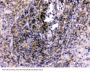 Anti-Toll-like receptor 7 TLR7 Antibody Picoband®