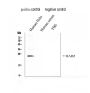 Anti-Toll-like receptor 7 TLR7 Antibody Picoband®