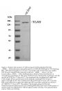 Anti-Toll-like receptor 8 TLR8 Antibody Picoband®