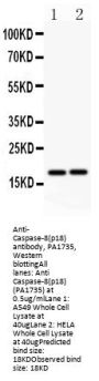 Anti-Caspase-8(p18)/CASP8 Antibody Picoband®