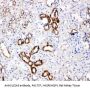 Anti-Glucose Transporter 5 GLUT5/SLC2A5 Antibody Picoband®