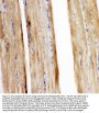 Anti-Glucose Transporter 5 GLUT5/SLC2A5 Antibody Picoband®