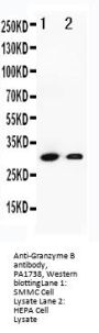 Anti-Granzyme B/GZMB Antibody Picoband®