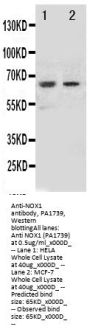 Anti-NADPH oxidase 1 NOX1 Antibody Picoband®