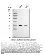 Anti-IL2RA Antibody Picoband®