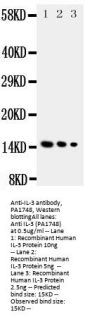 Anti-Interleukin-3 IL3 Antibody Picoband®