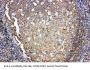 Anti-Interleukin-4 IL4 Antibody Picoband®