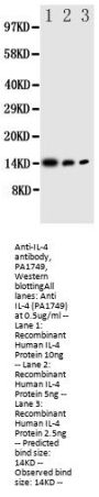 Anti-Interleukin-4 IL4 Antibody Picoband®