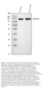 Anti-Myelin-associated glycoprotein MAG Antibody Picoband®