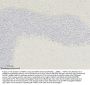 Anti-Myelin-associated glycoprotein MAG Antibody Picoband®