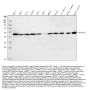 Anti-YB1/YBX1 Antibody Picoband®