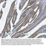 Anti-YB1/YBX1 Antibody Picoband®
