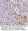 Anti-YB1/YBX1 Antibody Picoband®