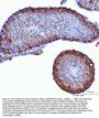 Anti-YB1/YBX1 Antibody Picoband®