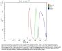 Anti-YB1/YBX1 Antibody Picoband®