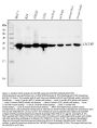 Anti-SIAH Interacting Protein/CACYBP Antibody Picoband®