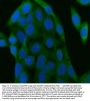 Anti-SIAH Interacting Protein/CACYBP Antibody Picoband®