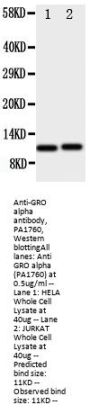 Anti-GRO alpha/CXCL1 Antibody Picoband®