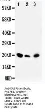 Anti-DUSP3 Antibody Picoband®