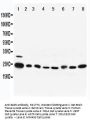 Anti-Rab5/RAB5A Antibody Picoband®