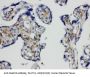 Anti-SNAP23 Antibody Picoband®