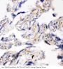 Anti-SNAP23 Antibody Picoband®