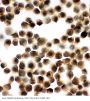 Anti-SNAP23 Antibody Picoband®