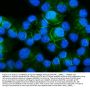 Anti-SNAP23 Antibody Picoband®