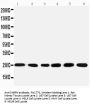 Anti-SNRPN Antibody
