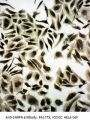 Anti-SNRPN Antibody