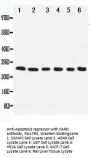 Anti-Apoptosis repressor with CARD/NOL3 Antibody Picoband®