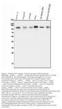 Anti-Daxx Antibody Picoband®