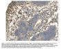 Anti-Daxx Antibody Picoband®