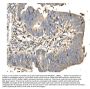 Anti-Daxx Antibody Picoband®