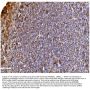 Anti-Daxx Antibody Picoband®