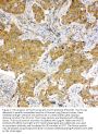 Anti-Hsc70/HSPA8 Antibody Picoband®