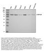 Anti-Hsc70/HSPA8 Antibody Picoband®