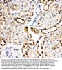 Anti-Hsc70/HSPA8 Antibody Picoband®