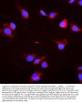 Anti-Hsc70/HSPA8 Antibody Picoband®