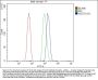 Anti-Hsc70/HSPA8 Antibody Picoband®