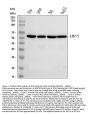Anti-Interferon regulatory factor 3 IRF3 Antibody Picoband®