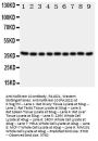 Anti-Kallikrein 10/KLK10 Antibody Picoband®
