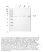 Anti-LOX 1/OLR1 Antibody Picoband®