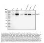 Anti-STAT5a Antibody Picoband®