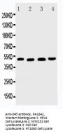 Anti-DR5/TNFRSF10B Antibody Picoband®