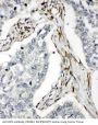 Anti-DR5/TNFRSF10B Antibody Picoband®