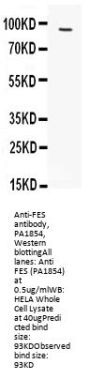 Anti-FES Antibody Picoband®