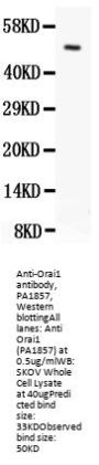 Anti-Orai1 Antibody Picoband®